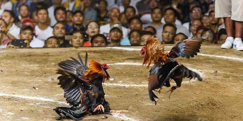 Các quy định rõ ràng giúp người chơi an tâm đặt cược