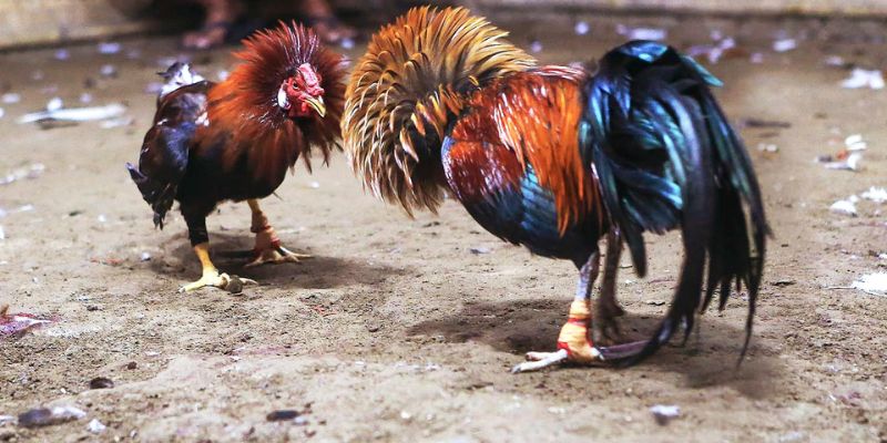 Quan sát dáng gà giúp người chơi có quyết định cược chính xác