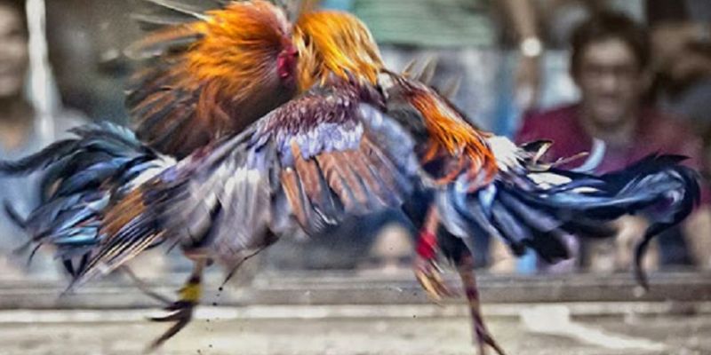Quan sát kỹ thể trạng giúp nâng cao tỷ lệ thắng cược